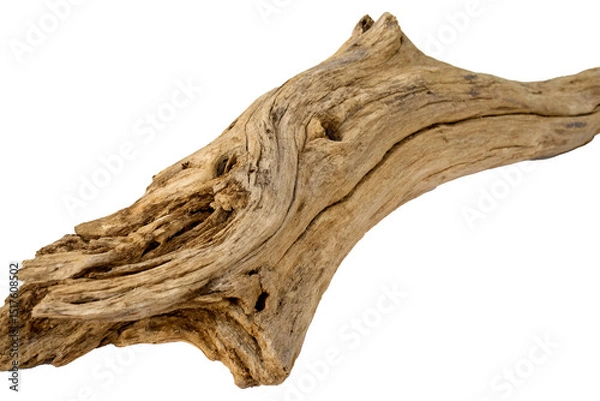 Obraz Textured driftwood sculpture with natural curves on white background