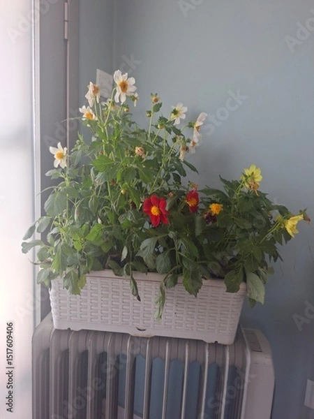 Obraz flowers in the window