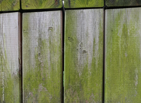 Obraz wood moss texture background