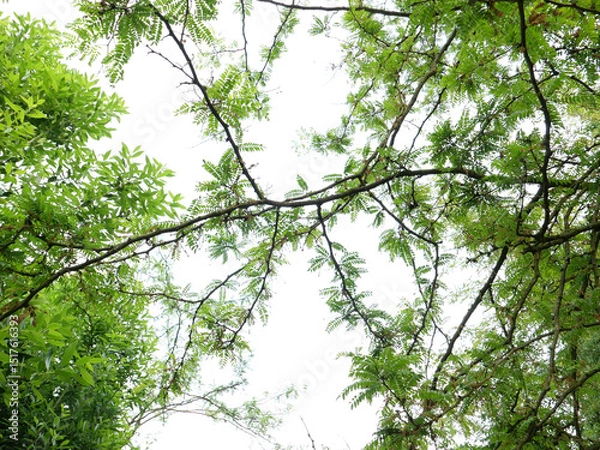 Obraz carob tree against the sky background