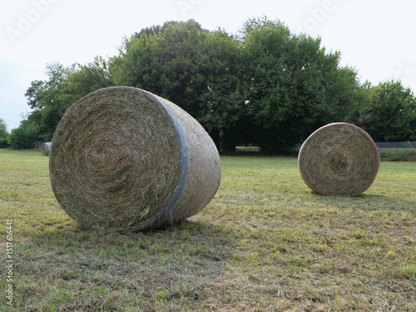 Obraz hay bales in lawn