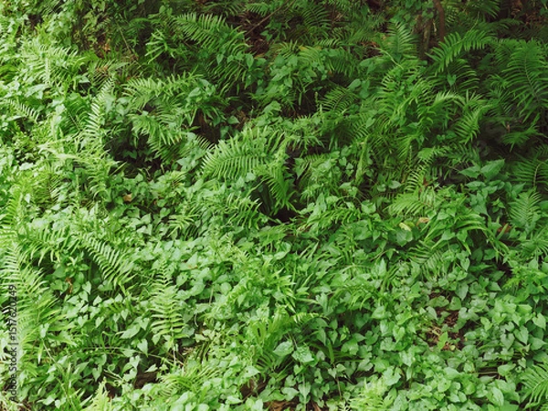 Fototapeta Lots of leaves in a dense shady forest for nature and environment background.