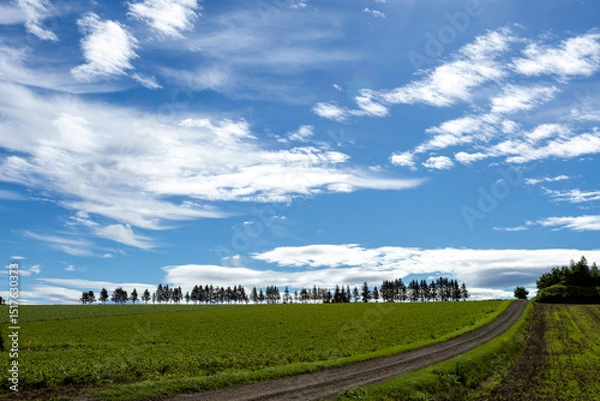 Fototapeta Fields and trees