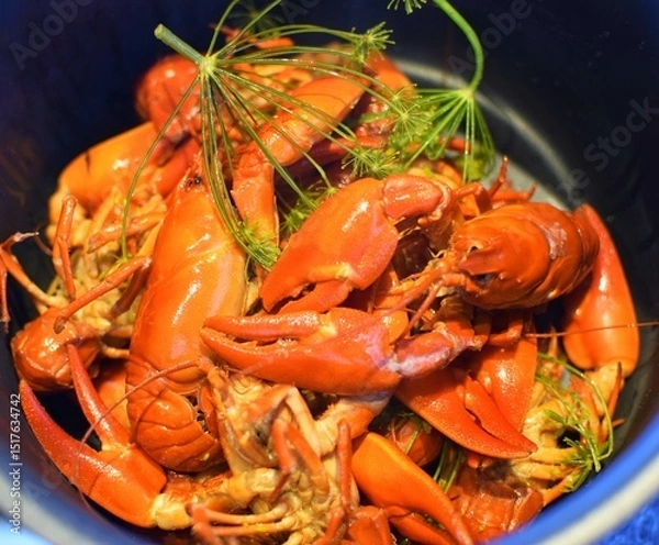 Obraz A pot of crayfish boiled in beer with dill at a crayfish festival in Sweden.