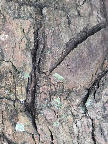 Fototapeta old tree trunk for nature photo background