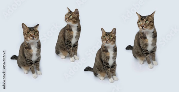 Fototapeta White color background Different expressions of cats