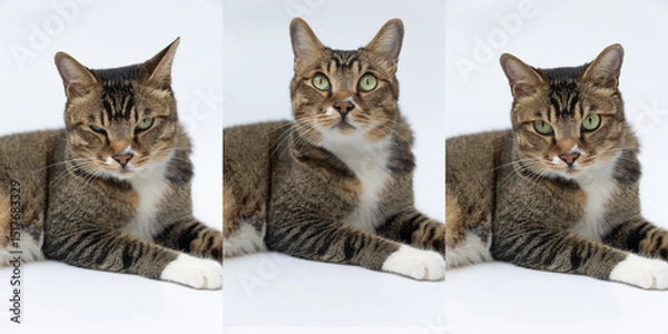 Fototapeta White color background Different expressions of cats