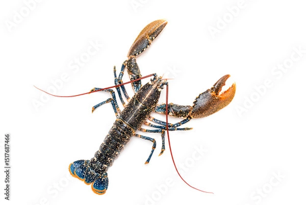 Obraz Lobster on a white background