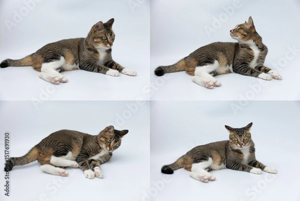 Fototapeta White color background Different expressions of cats