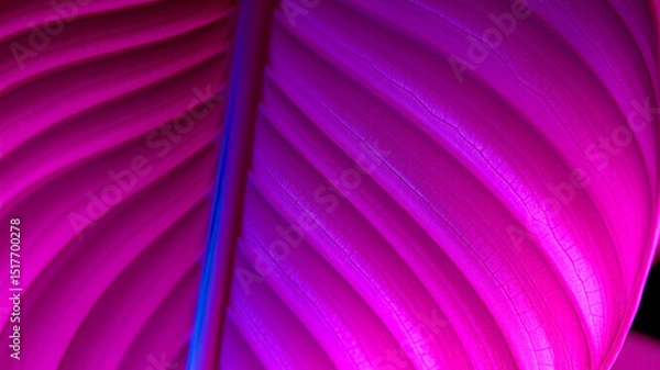 Fototapeta Vibrant pink leaf close up abstract texture