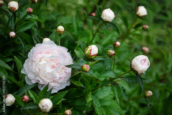 Obraz białe perłowe piwonie na tle zielonego ogrodu. white peony