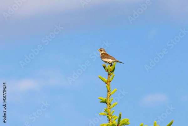 Fototapeta A songbird perches atop a young spruce tree against a vivid blue sky. Captured in warm sunlight, this serene image reflects nature's peaceful simplicity