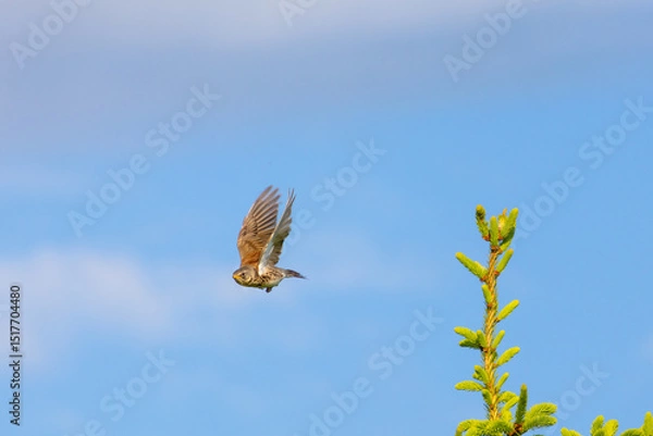 Fototapeta A small bird ascends from a spruce treetop with wings extended in mid-flight, captured against a soft blue sky in golden daylight