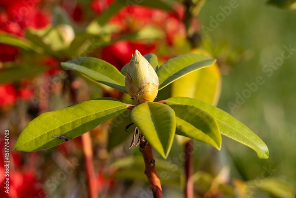 Fototapeta Close-up of a rhododendron bud just before blooming. The soft natural light highlights the fresh green leaves and the texture of the young flower against a blurred background