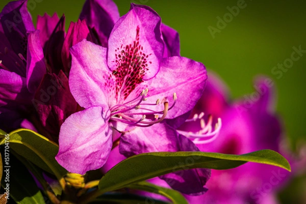 Fototapeta A single rhododendron bloom highlighted against blurred buds, emphasizing form and symmetry with strong contrast and green backdrop