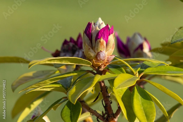 Fototapeta A vibrant close-up of a pink rhododendron flower bud beginning to open. The deep magenta petals peek from the bud, contrasting beautifully with the glossy green foliage