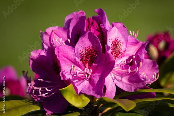 Fototapeta Vibrant rhododendron flower in full bloom with detailed petals and stamens, captured in bright daylight for a vivid natural close-up