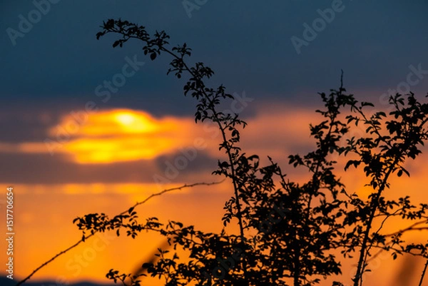 Fototapeta Elegant silhouette of wild branches set against a soft, cloudy golden sunset sky. A perfect blend of tranquility and natural artistry