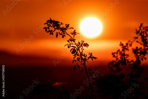 Fototapeta Delicate branch sways across soft radiant sunset. Clean and balanced image for themes of serenity and openness