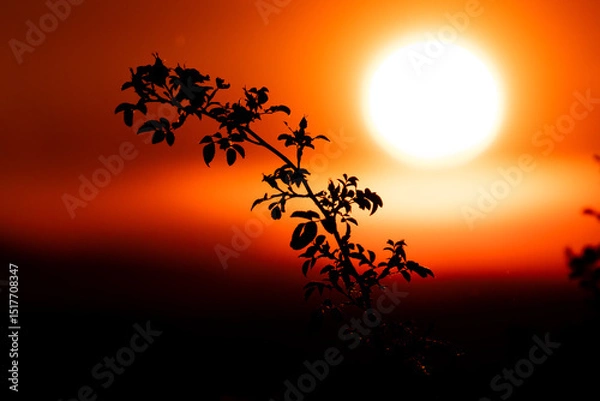 Fototapeta Organic silhouette dancing in the light of a giant sun. Playful yet serene for modern nature-inspired designs