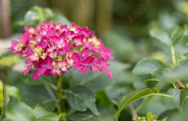 Obraz purple lilac flowers