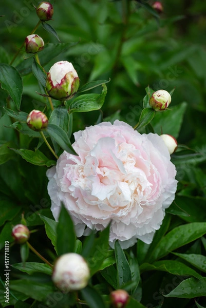 Obraz białe perłowe piwonie na tle zielonego ogrodu. white peony