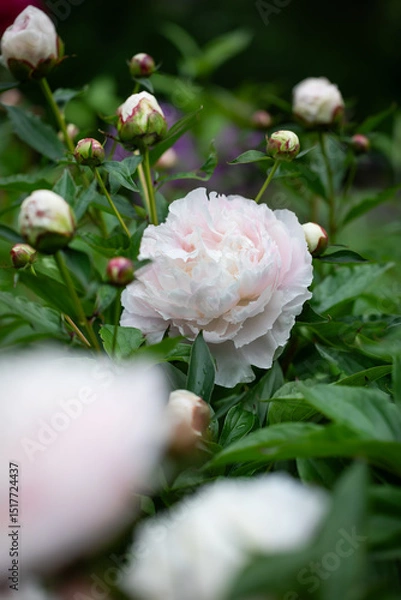 Obraz białe perłowe piwonie na tle zielonego ogrodu. white peony