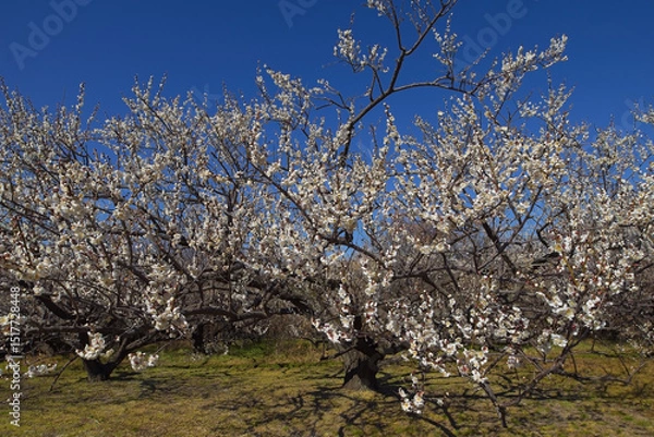 Obraz 青空の下の満開の白梅