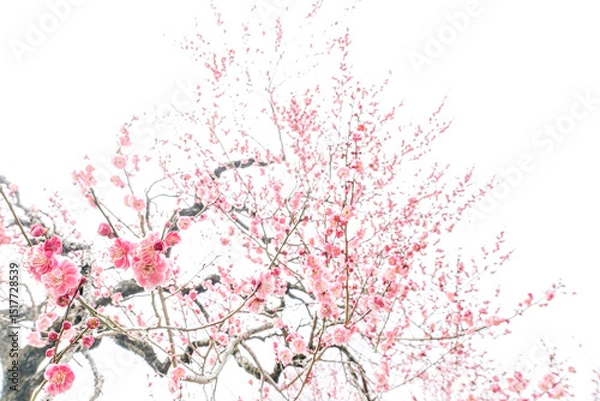 Obraz 満開の紅梅