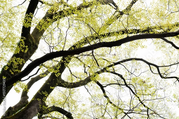 Obraz 見上げるエノキの若葉