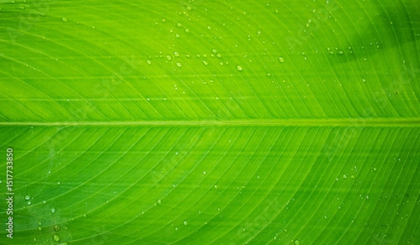 Fototapeta real fresh green banana leave texture with tiny dew droplets for background, close up of banana leaf plant surface background with water drops on.