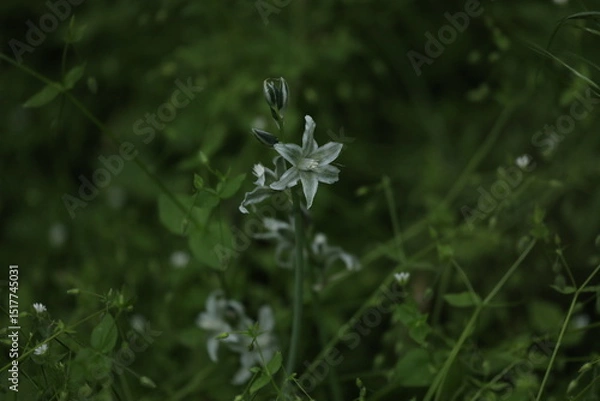 Obraz Small green wild flowers of ornithogalum in the grass