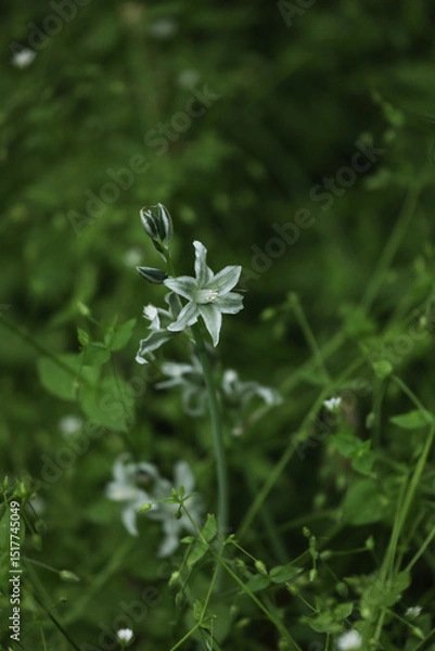 Obraz Small green wild flowers of ornithogalum in the grass
