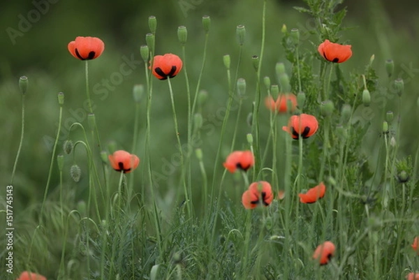 Obraz Small wild red poppies in green grass on the wild field 