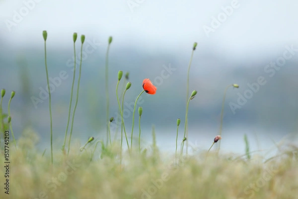 Obraz Small wild red poppies in green grass on the wild field 