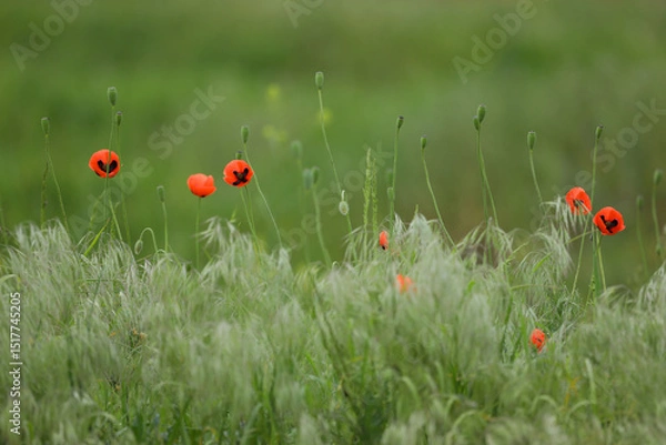 Obraz Small wild red poppies in green grass on the wild field 