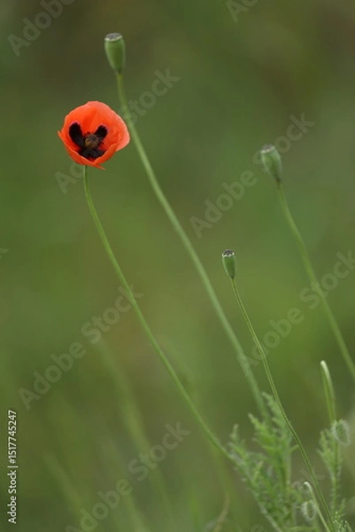 Obraz Small wild red poppies in green grass on the wild field 