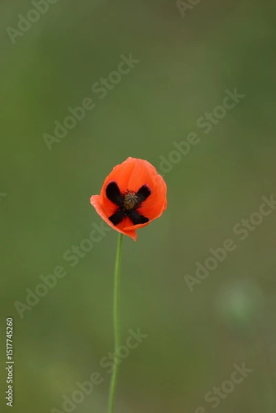 Obraz Small wild red poppies in green grass on the wild field 
