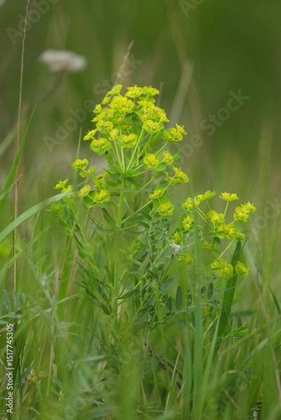 Obraz Small green wild flowers of euphorbia in the grass