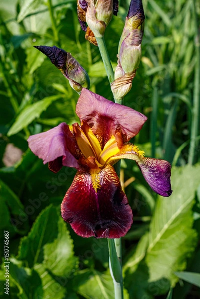 Obraz Burgundy iris flower bloomed in the garden. Macro photo of the flower
