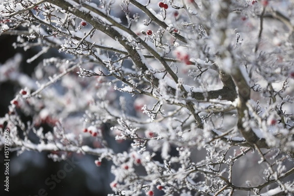Obraz Frosted berries on the branch in winter garden