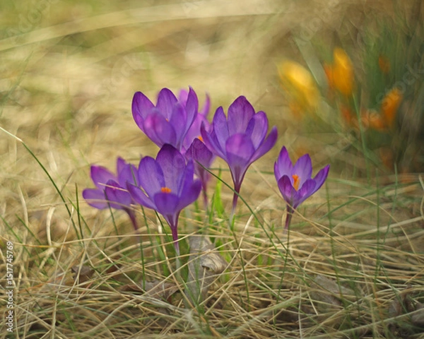 Obraz Small violet flowers of crocus in the green grass