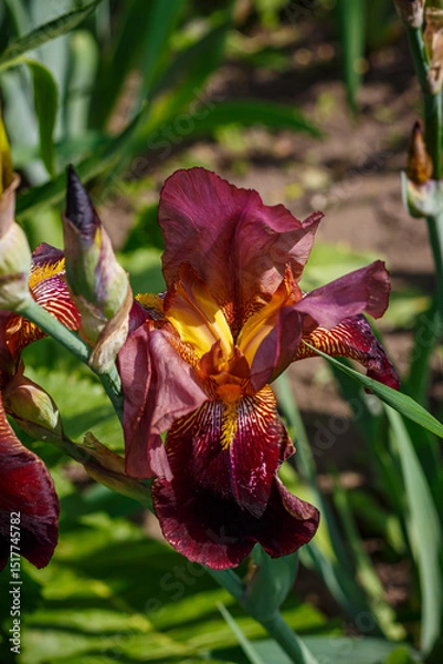 Obraz Burgundy iris flower bloomed in the garden. Macro photo of the flower