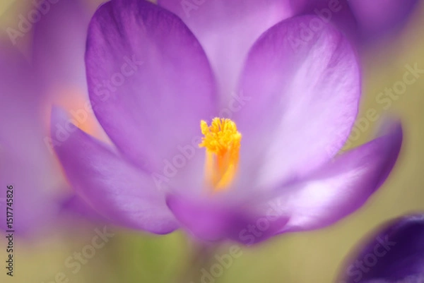 Obraz Small violet flowers of crocus in the green grass