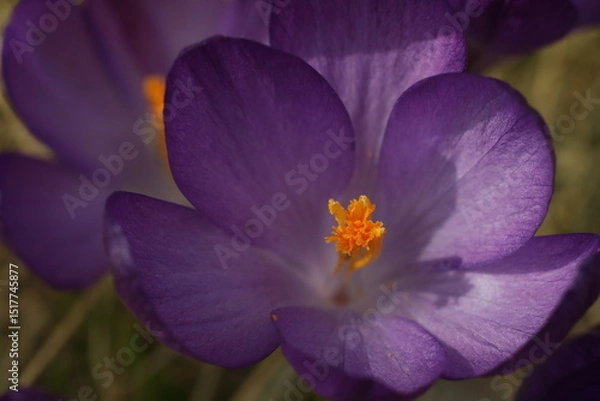 Obraz Small violet flowers of crocus in the green grass