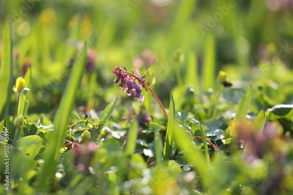 Obraz Small violet flowers of corydalis in the green grass