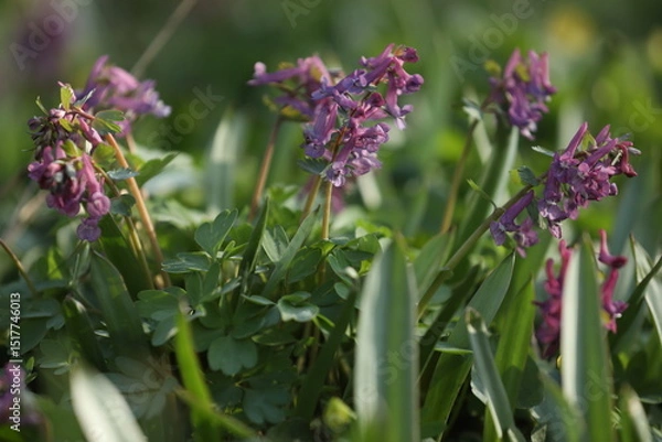 Obraz Small violet flowers of corydalis in the green grass