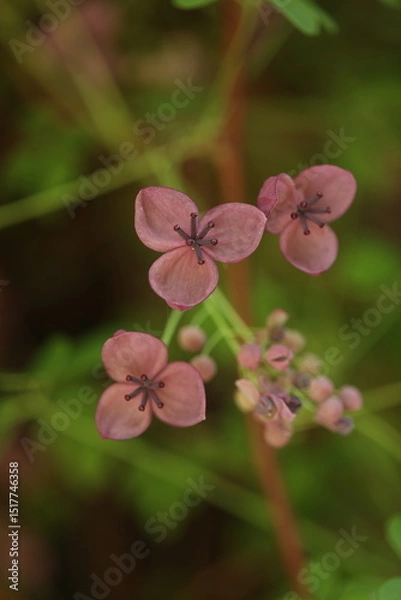 Obraz Branch with purple akebia flowers in the garden