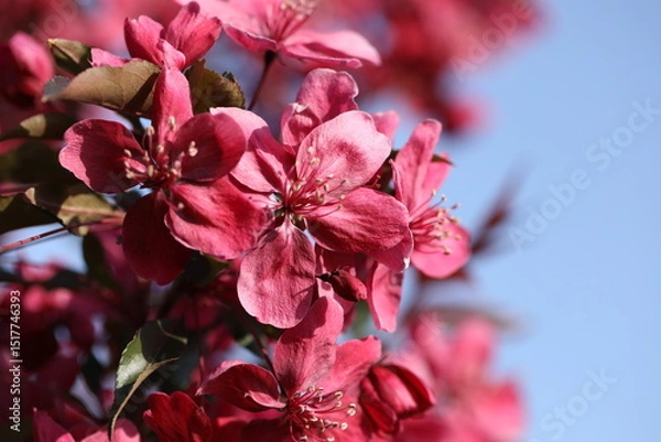 Obraz Pink spring blossom. Branch of apple tree with pink flowers