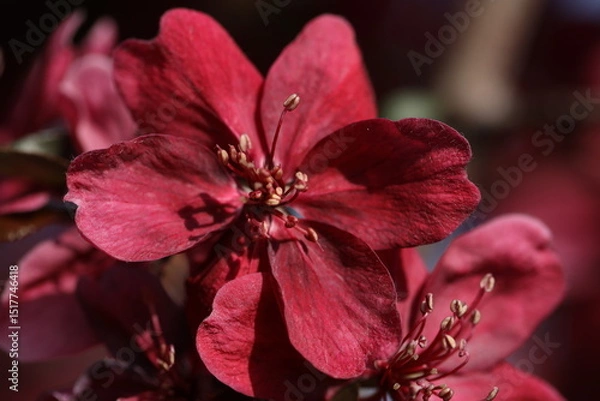 Obraz Pink spring blossom. Branch of apple tree with pink flowers